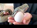 手の上で卵を食べるベタ慣れアオダイショウが可愛すぎる!