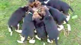 Old English Foxhound Pups 2 by followhounds 31,601 views 16 years ago 43 seconds