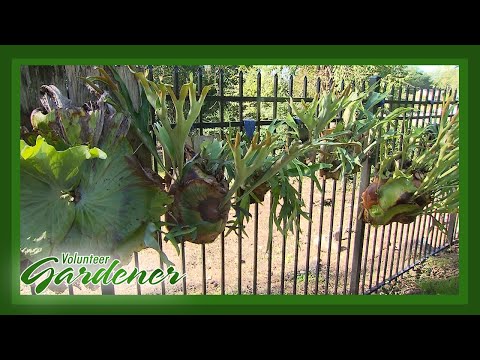 Video: Sorter av Staghorn Fern - Vilka är populära typer av Staghorn Fern Plants