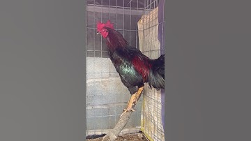 Thumbnail of 😍😍 #music #oldies #coversong #singer #song #vintage #musicgenre #chicken #colonelkkjϟ