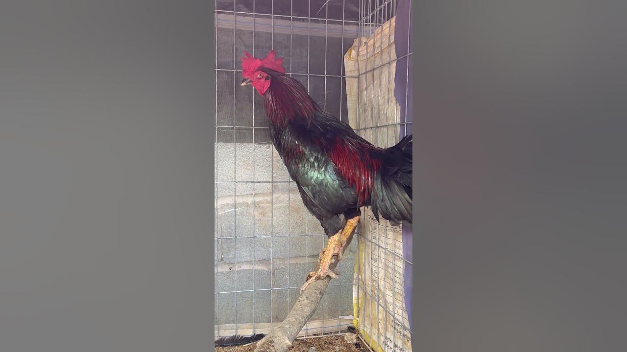 😍😍 #music #oldies #coversong #singer #song #vintage #musicgenre #chicken #colonelkkjϟ