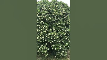 Name:Murraya paniculata,this beautiful ever green shrub has white jasmine -scented flowers #murraya