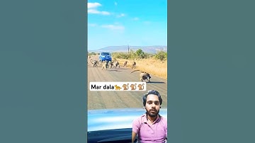 Leopard has all-out Brawl With 50 Baboons🐆🐒🐒🐒