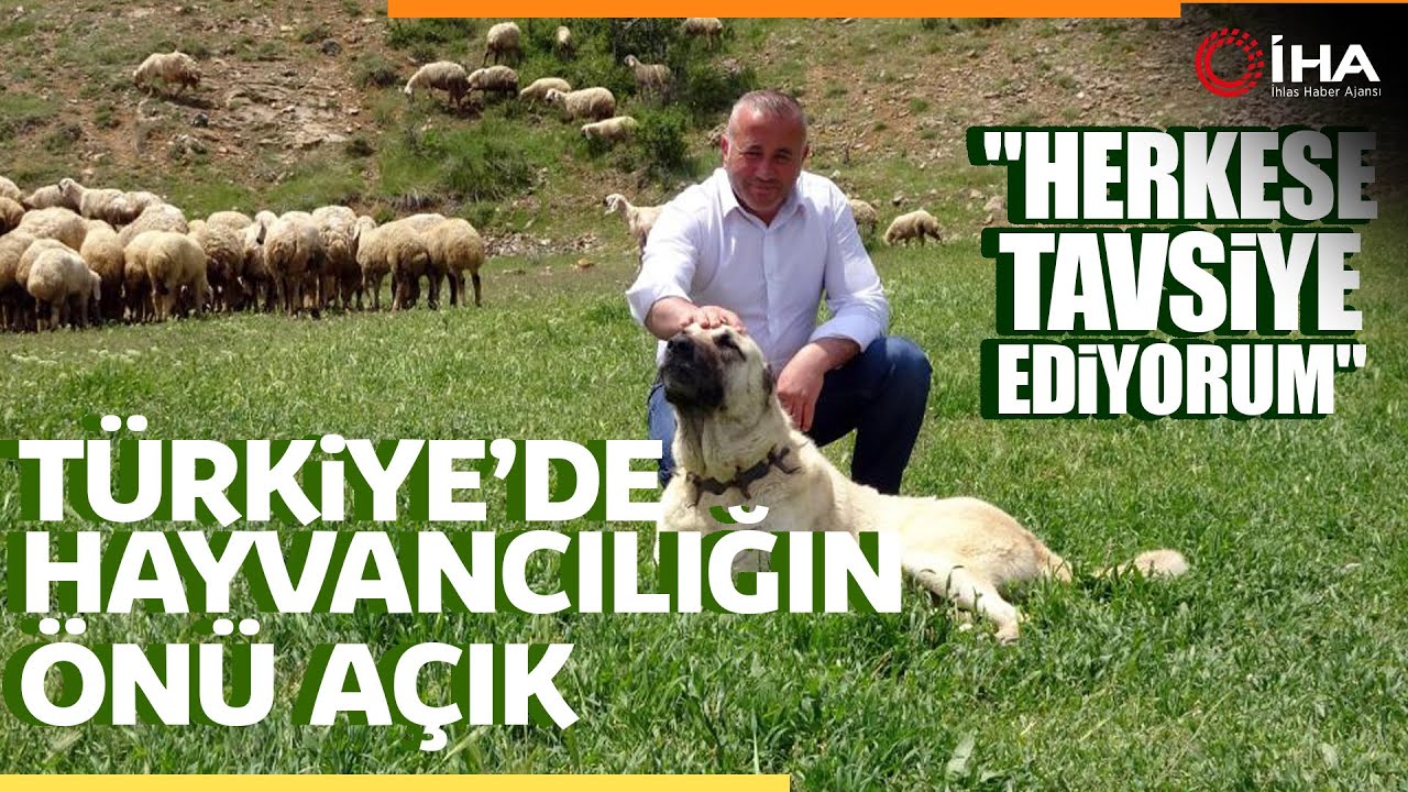 Stresten bunalan gurbetçi, 22 yıl sonra köyünde hayvancılığa başladı