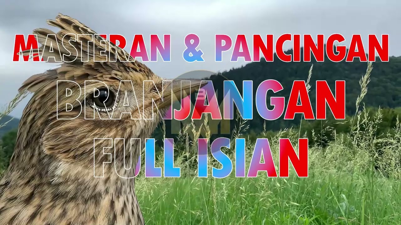 🔥 Masteran & Pancingan Branjangan Isian Komplit — Baru 5 Menit Langsung Ngeriwik Gacor! #branjangan