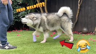 Putting Socks On My Dog Reaction! He's A Clever Boy!