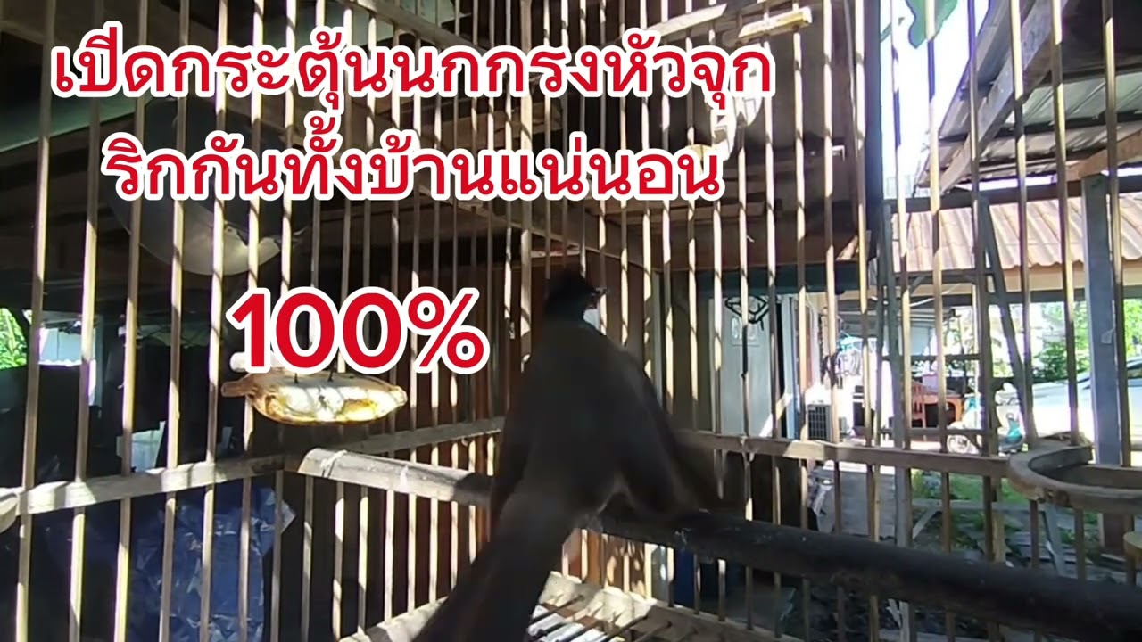 เสียงนกกรงหัวจุก กระตุ้นนกกรงหัวจุก 1ชม.เต็มๆ