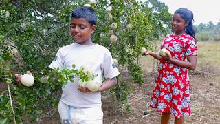 Homemade Wood Apple Cake & Fresh Coconut Juice Village Kitchen Sri Lanka