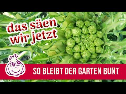 Sowing in July: A Practical Guide | Garden Vegetable Kiosk Workshop | AI-Free