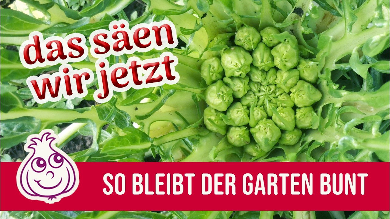 Juli, 29 Grad, und alle sagen: ‚Lass es. Das wird nichts mehr dieses Jahr.‘ Ich stand mit Chinakohl, Brokkoli und Fenchel in der prallen Sonne und wollte es fast glauben. Zwei Wochen hatte die...