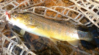 Fly Fishing a Small Stream for Trout (part 1) 2022