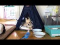 眠いチワワを誘うインコ。ワンって言ってみるけど相手にされず諦めました( *´艸｀)