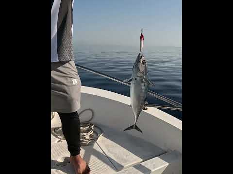 صيد سمك تونة اول رمية Tuna Fishing First Throw