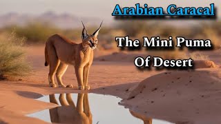 Arabian Caracal ! Hunter of Desert Wildlife ! Mini puma of Desert ! Wildlife Documentary