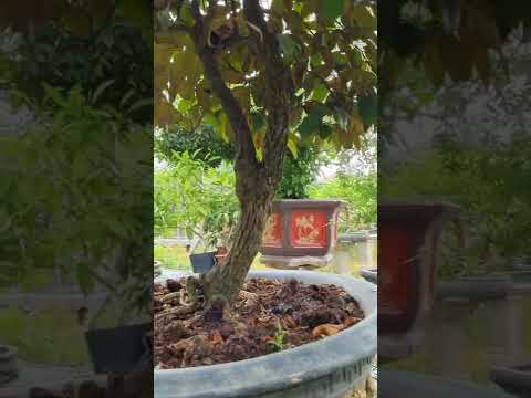 Video Vú Sữa Bonsai, Đồ Sưu Tầm Cực Chất Cho Sân Vườn, Hàng... - youtube