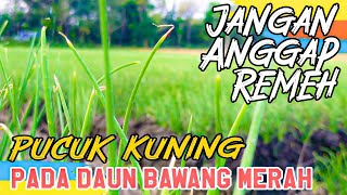 Causes of Yellow Tops▶️ ▶️ in Red Onion Leaves