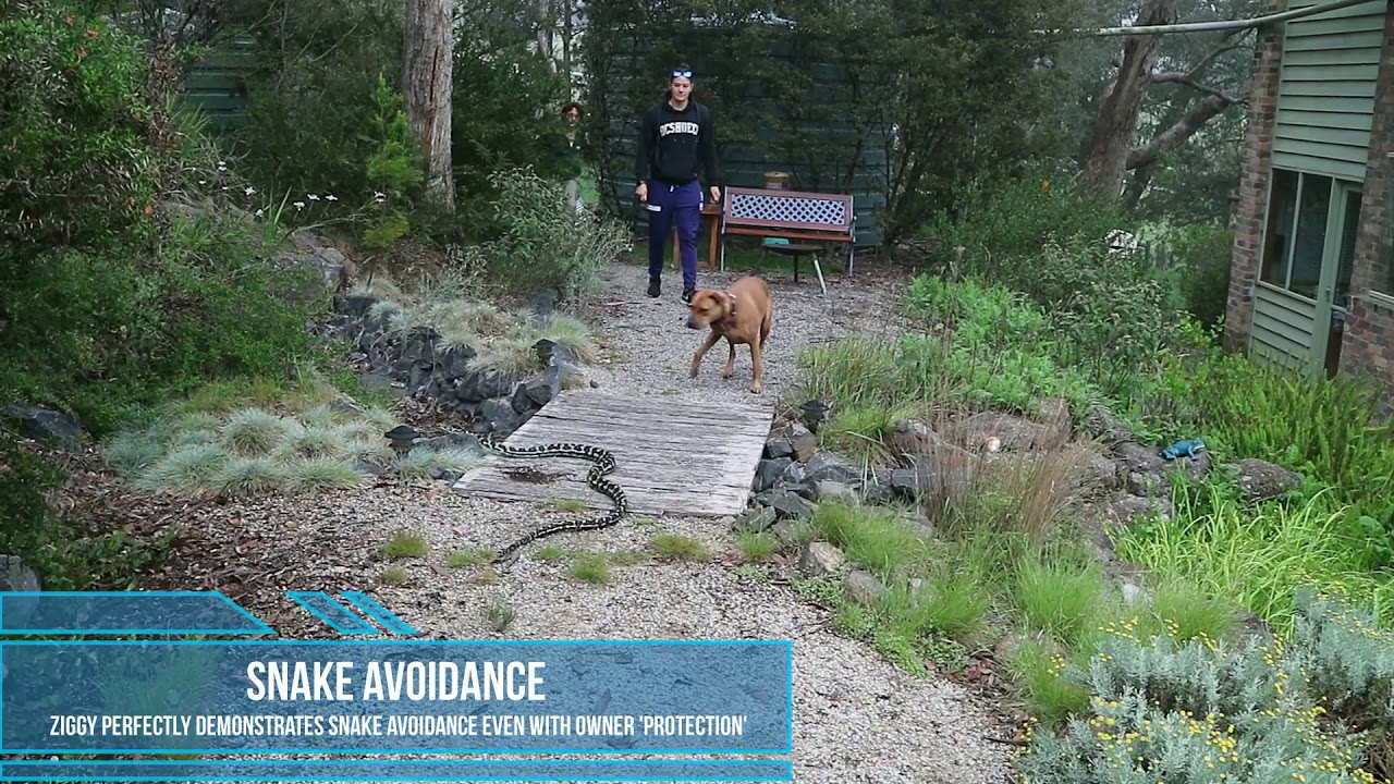 snake hunter dusty crum Protect Dogs From Snakes - snake vs dog - Don't Put Your Dog At Risk From Snake Bites