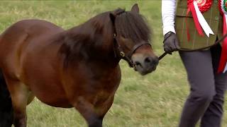 Prif Bencampwriaeth Ceffylau Mewn Llaw y Sioe | Supreme In Hand Horse Championship