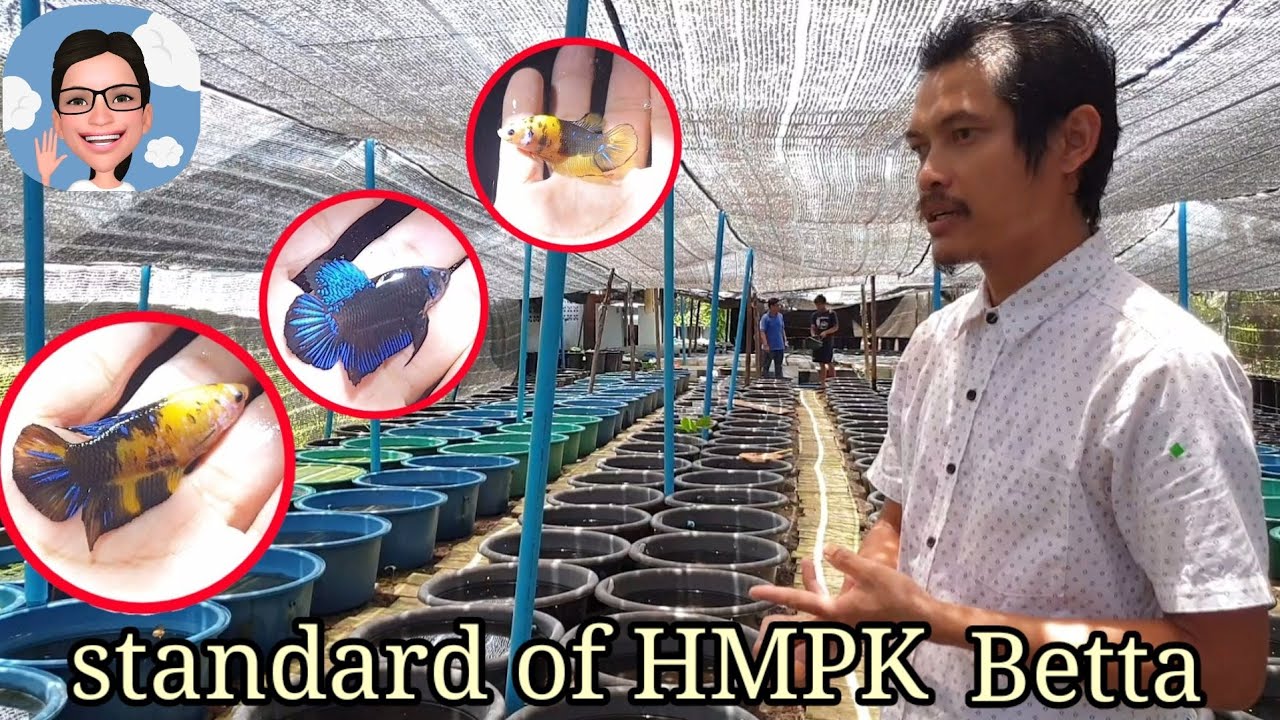 บุกฟาร์มอาจารย์น้อย ขอความรู้ ดูอย่างไรปลากัดสวยงาม EP.1ลักษณะที่ถูกต้อง#ป้าตุ้ยยูทูป