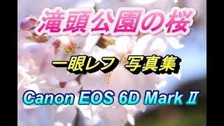 滝頭公園の桜 一眼レフ写真集 / Canon EOS 6D MarkⅡ