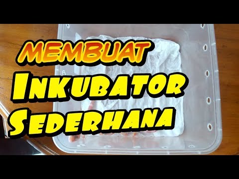 Membuat Inkubator Sederhana Untuk Menetaskan Telur Reptil