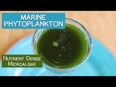 Marine Phytoplankton, A Nutrient Dense Microalgae
