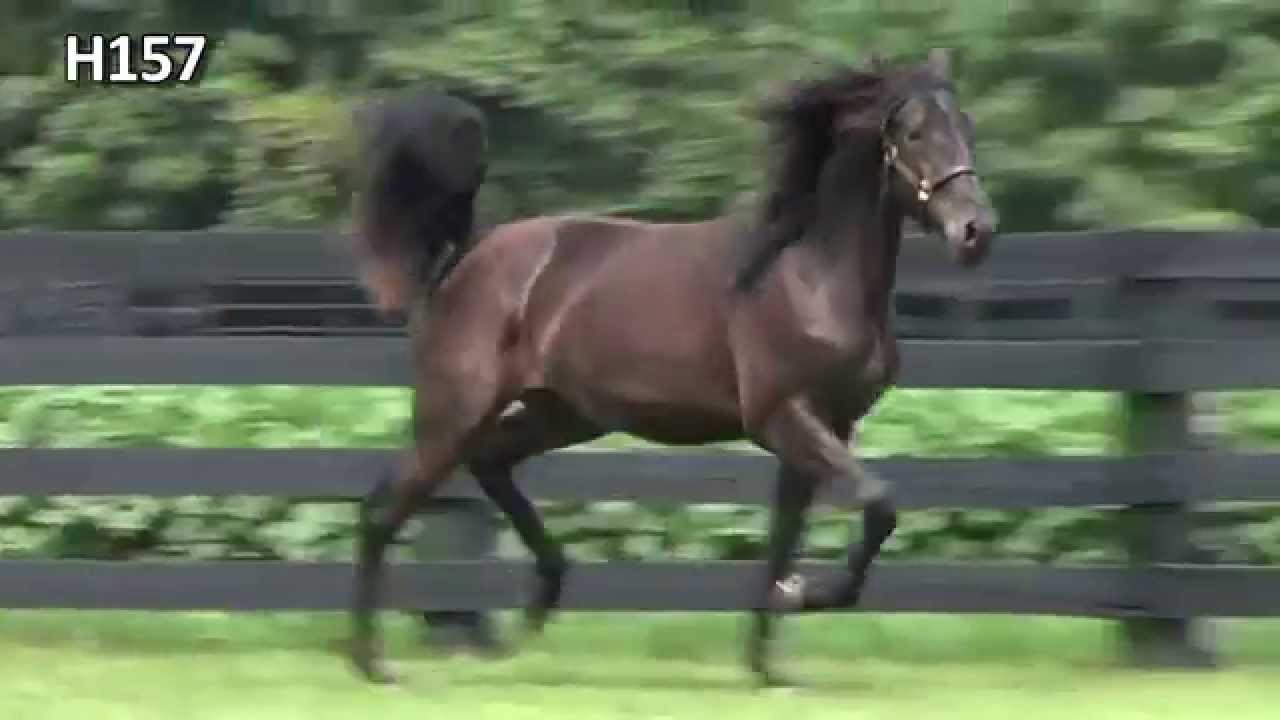 H157 WARRAWEE ROCKET CYS Preferred