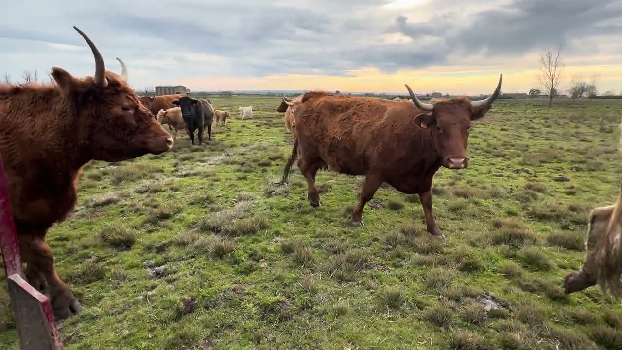 Vamos con el menú a domicilio,catering de día de fiesta hoy algo más por lo que pueda pasar mañana 