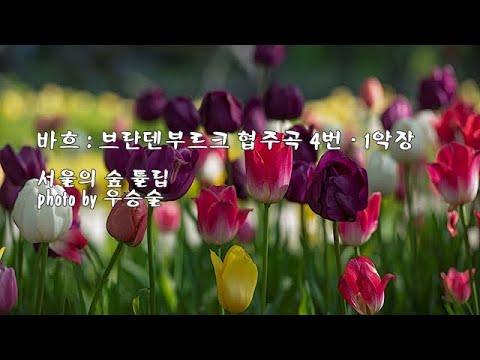 바흐 : 브란덴부르크 협주곡 4번 - 1악장 &amp;amp; photo by 우승술