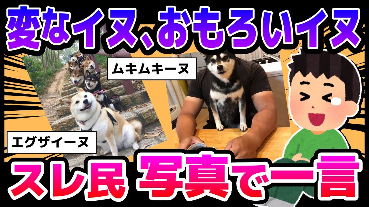 2ch面白いスレ イッヌの面白写真でスレ民が大喜利大会wwww 犬編 Youtube