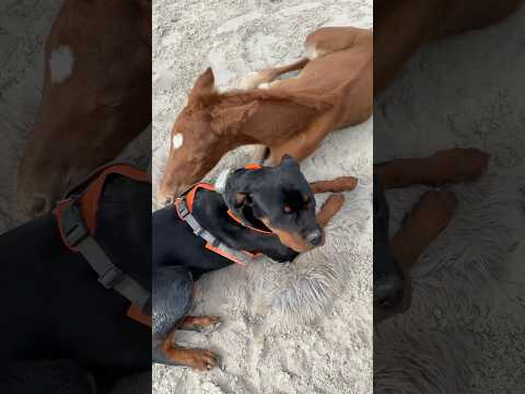 Ava passt  auf ihre Freundin auf 🥰 #fohlen #foal #rottweiler