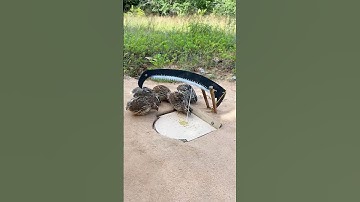 Create Simple DIY Bird Trap - Quail Trap # easy bird trap #shorts