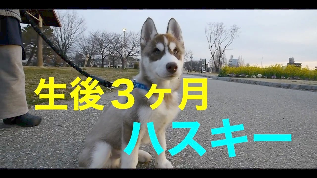 散歩するシベリアン子ハスキー生後3ヶ月 FLYCAM C5 HackedGH2 - YouTube