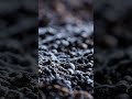 LOOK CLOSER: Bioluminescent Root