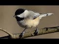 Chickadee call  song  sounds