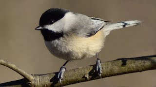 Chickadee call / song / sounds