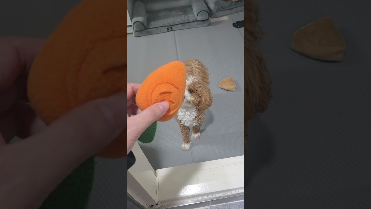 [인기쇼츠🔥] 나 화장실 좀 가자..🙏😭❤️ #shorts #cute #cutedog