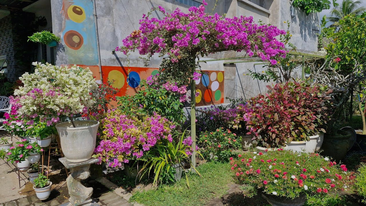 6 видов бугенвиллеи и советы по уходу за ними, чтобы они цвели круглый год