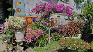 6 jenis tanaman bougenville dan tips merawatnya agar berbunga sepanjang masa