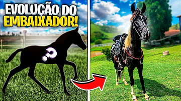 Como falar com a embaixada brasileira?