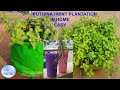 HOW TO GROW MINT , புதினா செடி வளர்ப்பது எப்படி, MINT PLANT GROWING, PUTHINA VALARPU IN HOME,  EASY