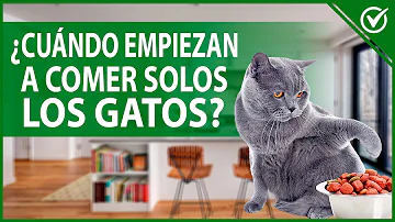 ¿A qué edad empiezan a andar los gatitos?