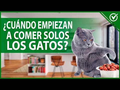 Video: Cómo Enseñar A Un Gatito A Comer Y Beber