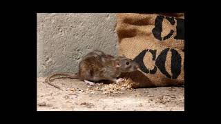 Bio Rodenticide screenshot 5