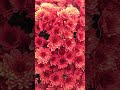 Beautiful Flowers 🌸