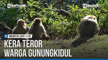 KERA EKOR PANJANG TEROR WARGA DI GUNUNGKIDUL