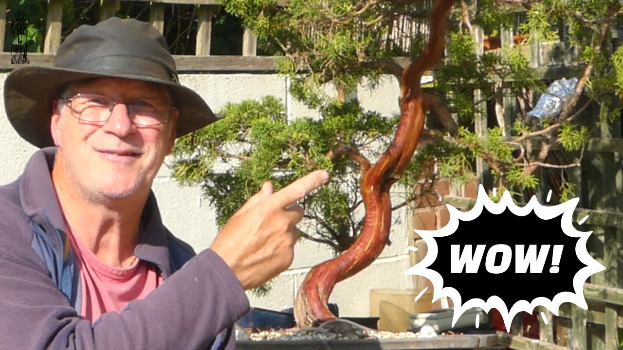 How to Restore a MONSTER Itoigawa Juniper to Prize Winning Bonsai