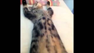 Кот спит на спине Кот спит на спине