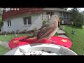 Netvue Birdfy - Daily Birdwatching - Birdfeeder Cam - June 28, 2023