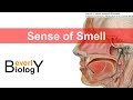 Understanding the Sense of Smell
